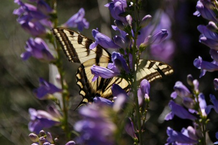 A Tiger Swallowtail on the Penstemon.