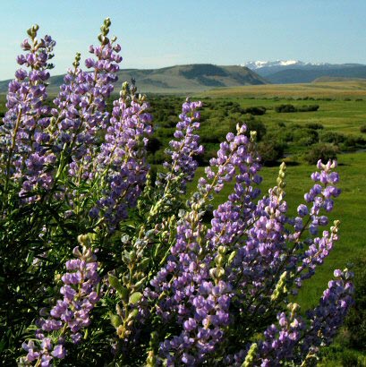 Lupine on Crazy Mountain above Laramie River Dude Ranch.