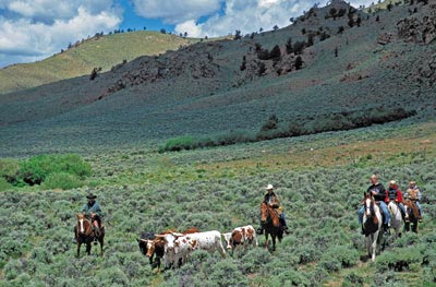 Gathering steers on the Laramie River Dude Ranch