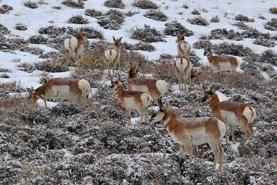 Pronghorn in winter on Crazy Mountain