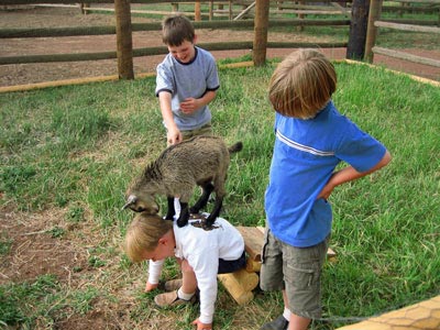 Kids love the petting zoo.