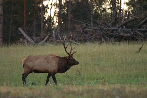 A bull elk on Bull Mountain.