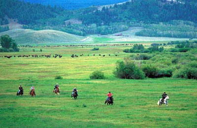 Cantering across a meadow with our neighbor's Buffalo herd in the background