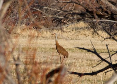 Snuck up on a Sand Hill Crane in the meadow.